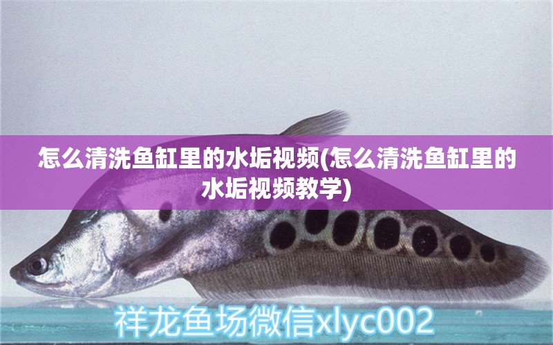 怎么清洗魚缸里的水垢視頻(怎么清洗魚缸里的水垢視頻教學(xué)) 戰(zhàn)車紅龍魚