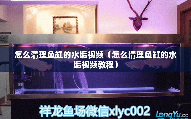 怎么清理魚缸的水垢視頻（怎么清理魚缸的水垢視頻教程） 量子養(yǎng)魚技術