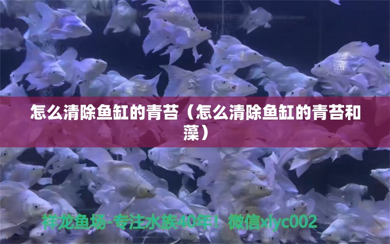 怎么清除魚缸的青苔（怎么清除魚缸的青苔和藻） 撒旦鴨嘴魚