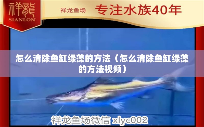 怎么清除魚缸綠藻的方法（怎么清除魚缸綠藻的方法視頻） 祥龍水族醫(yī)院