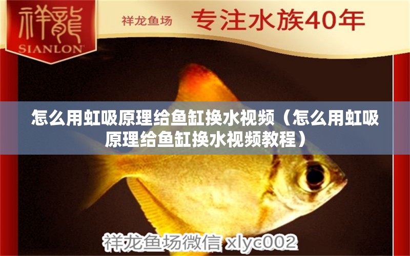 怎么用虹吸原理給魚缸換水視頻（怎么用虹吸原理給魚缸換水視頻教程） 紅頭利魚