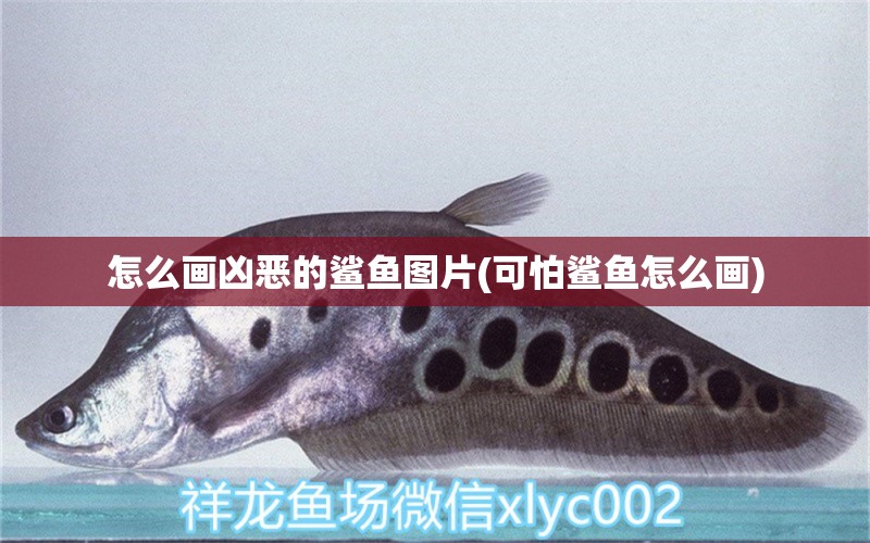 怎么畫兇惡的鯊魚圖片(可怕鯊魚怎么畫)