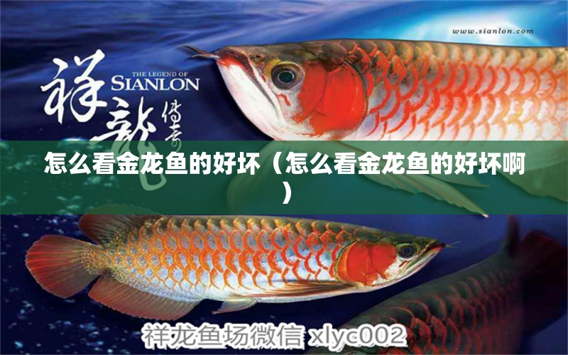 怎么看金龍魚(yú)的好壞（怎么看金龍魚(yú)的好壞?。? title=