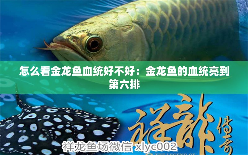 怎么看金龍魚血統(tǒng)好不好：金龍魚的血統(tǒng)亮到第六排 龍魚百科 第1張