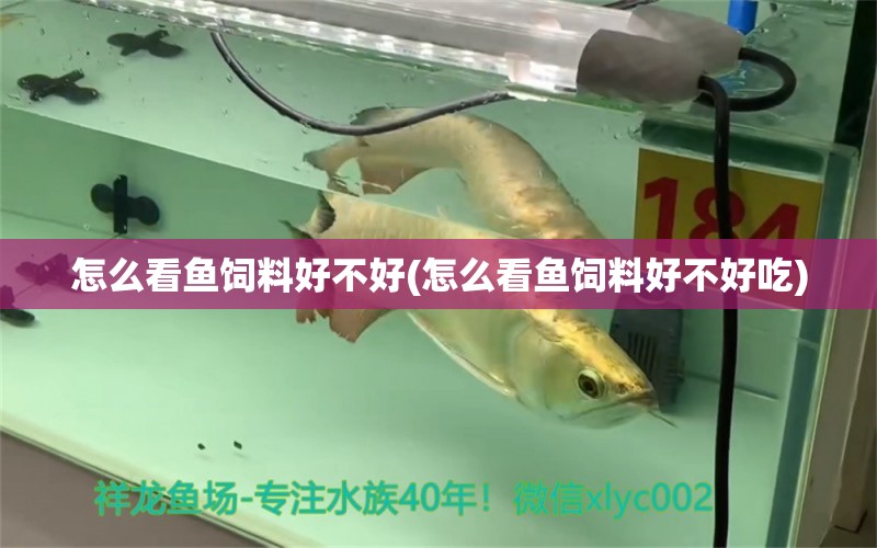 怎么看魚(yú)飼料好不好(怎么看魚(yú)飼料好不好吃) 新加坡號(hào)半紅龍魚(yú)（練手級(jí)紅龍魚(yú)）