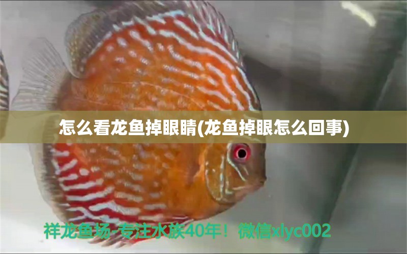 怎么看龍魚掉眼睛(龍魚掉眼怎么回事)