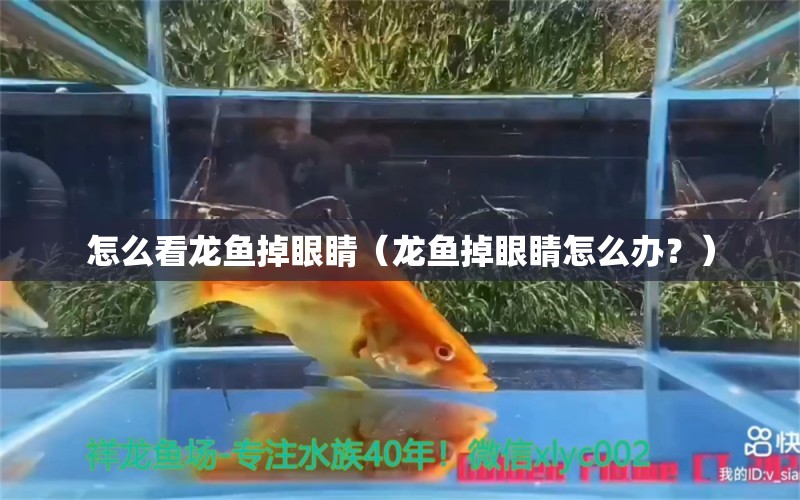 怎么看龍魚掉眼睛（龍魚掉眼睛怎么辦？） 水族問答 第2張