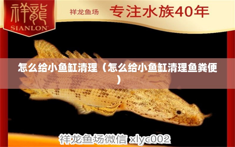 怎么給小魚(yú)缸清理（怎么給小魚(yú)缸清理魚(yú)糞便）