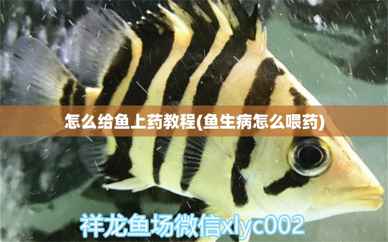 怎么給魚上藥教程(魚生病怎么喂藥) 熊貓異形魚L46