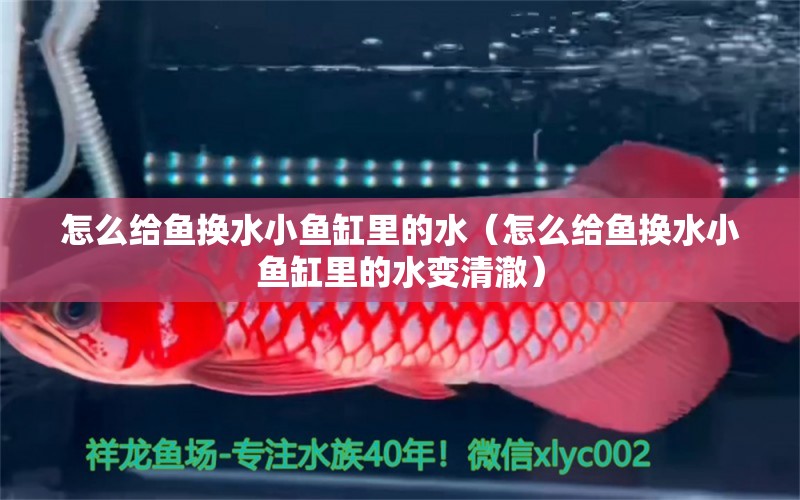 怎么給魚換水小魚缸里的水（怎么給魚換水小魚缸里的水變清澈） 祥龍魚場