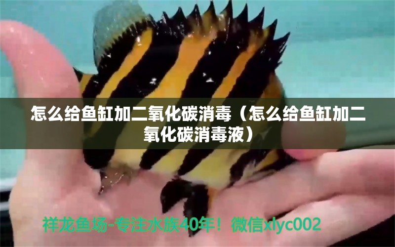 怎么給魚缸加二氧化碳消毒（怎么給魚缸加二氧化碳消毒液）