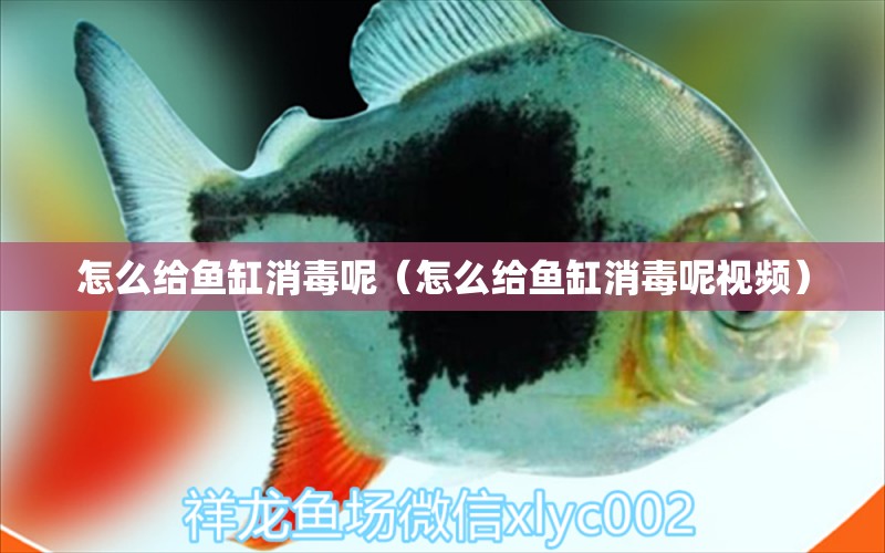 怎么給魚缸消毒呢（怎么給魚缸消毒呢視頻）