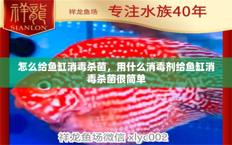 怎么給魚缸消毒殺菌，用什么消毒劑給魚缸消毒殺菌很簡單 蝴蝶鯉