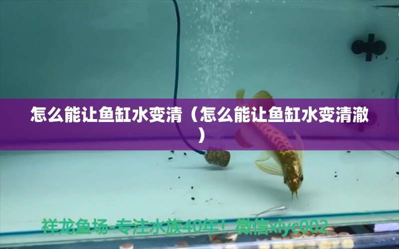 怎么能讓魚缸水變清（怎么能讓魚缸水變清澈）