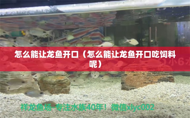 怎么能讓龍魚開口（怎么能讓龍魚開口吃飼料呢） 廣州龍魚批發(fā)市場