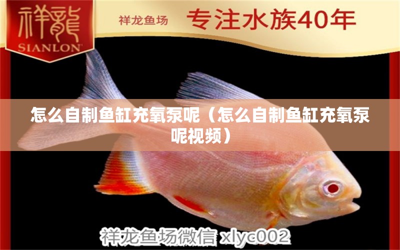 怎么自制魚缸充氧泵呢（怎么自制魚缸充氧泵呢視頻） 祥龍金禾金龍魚