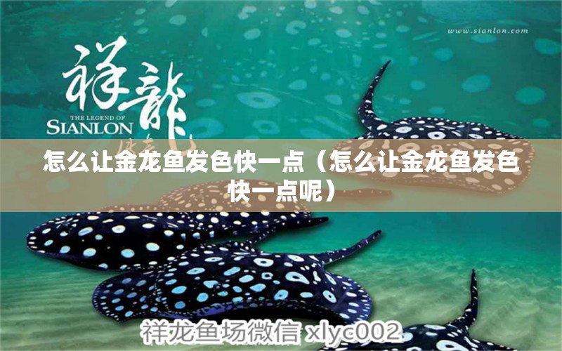 怎么讓金龍魚發(fā)色快一點(diǎn)（怎么讓金龍魚發(fā)色快一點(diǎn)呢）