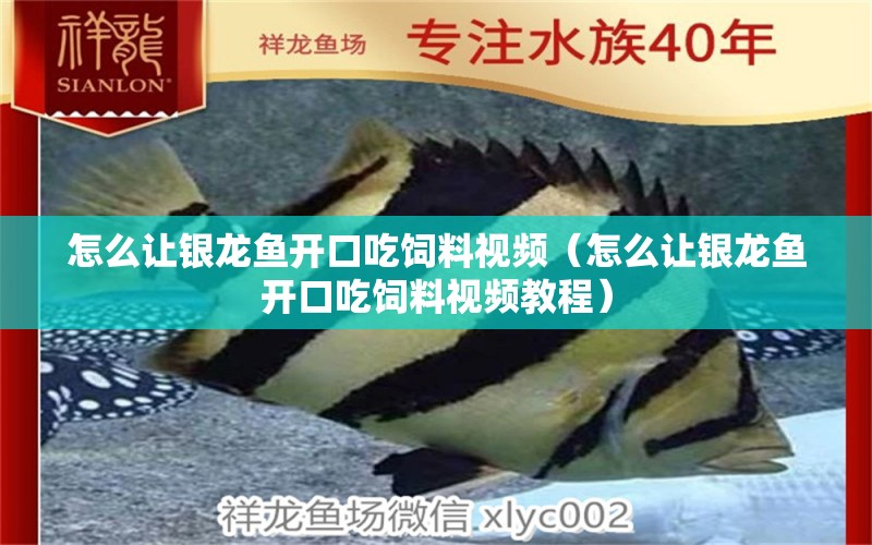 怎么讓銀龍魚開口吃飼料視頻（怎么讓銀龍魚開口吃飼料視頻教程）