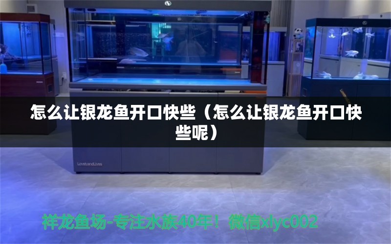 怎么讓銀龍魚開口快些（怎么讓銀龍魚開口快些呢） 銀龍魚