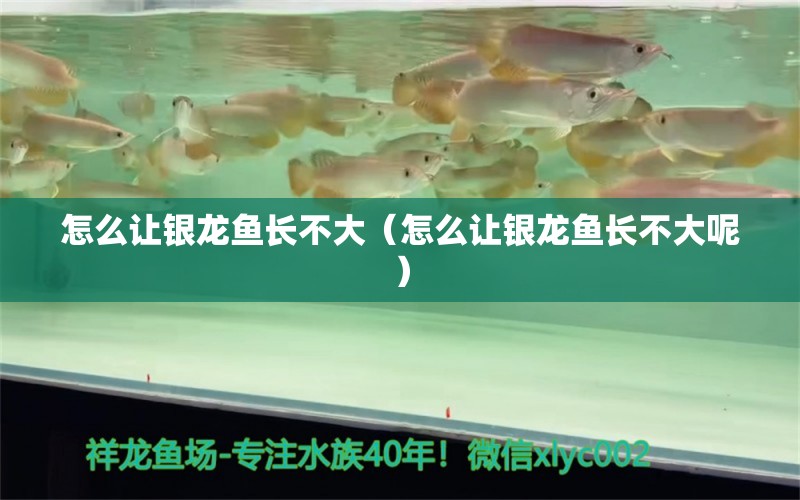 怎么讓銀龍魚長不大（怎么讓銀龍魚長不大呢） 銀龍魚