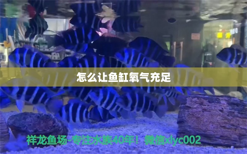 怎么讓魚缸氧氣充足