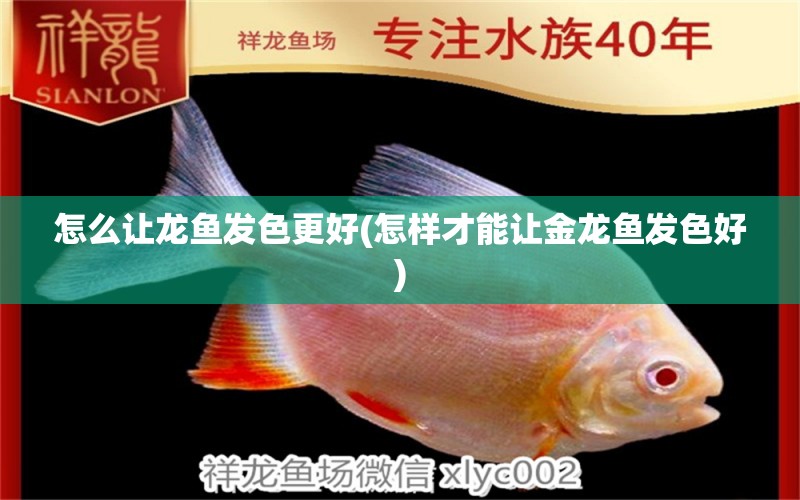 怎么讓龍魚(yú)發(fā)色更好(怎樣才能讓金龍魚(yú)發(fā)色好) 綠皮辣椒小紅龍