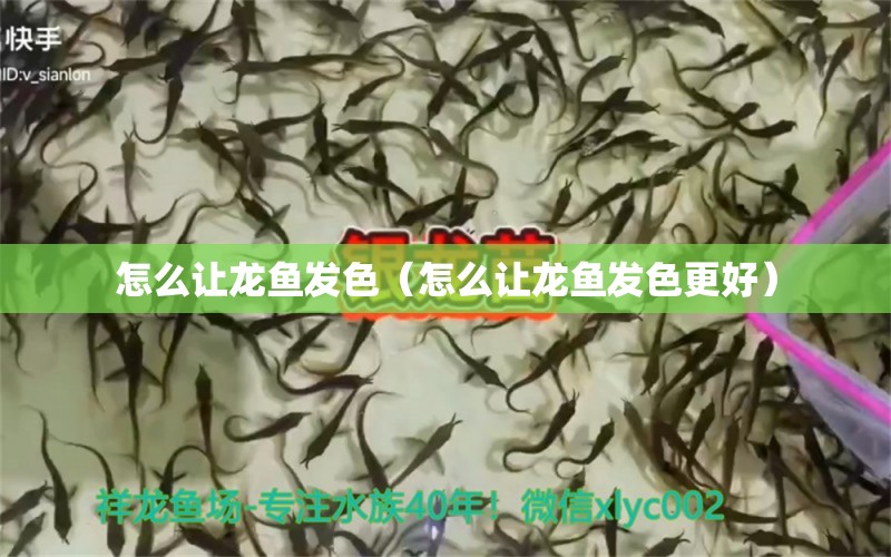 怎么讓龍魚發(fā)色（怎么讓龍魚發(fā)色更好） 廣州龍魚批發(fā)市場