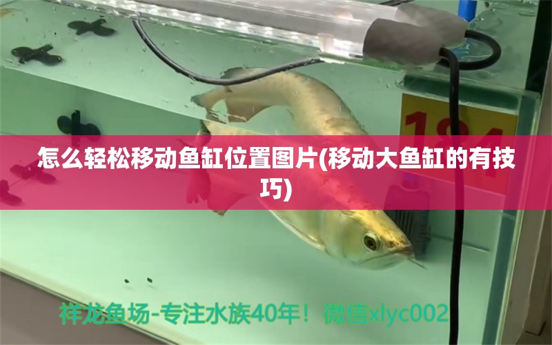 怎么輕松移動(dòng)魚缸位置圖片(移動(dòng)大魚缸的有技巧) 斑馬鴨嘴魚