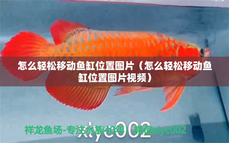 怎么輕松移動魚缸位置圖片（怎么輕松移動魚缸位置圖片視頻）