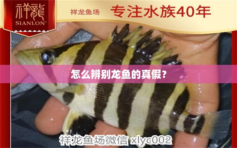 怎么辨別龍魚的真假？ 養(yǎng)魚知識