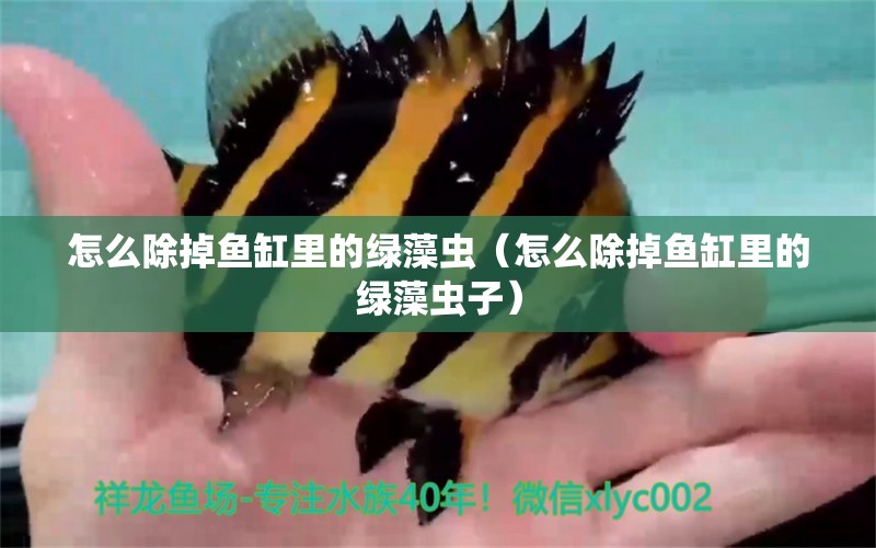 怎么除掉魚(yú)缸里的綠藻蟲(chóng)（怎么除掉魚(yú)缸里的綠藻蟲(chóng)子）