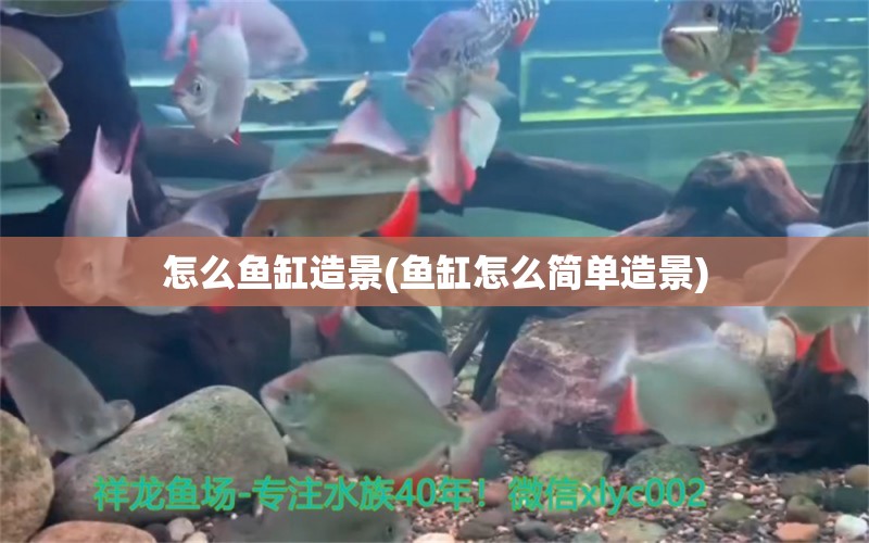 怎么魚缸造景(魚缸怎么簡(jiǎn)單造景) 可麗愛魚缸