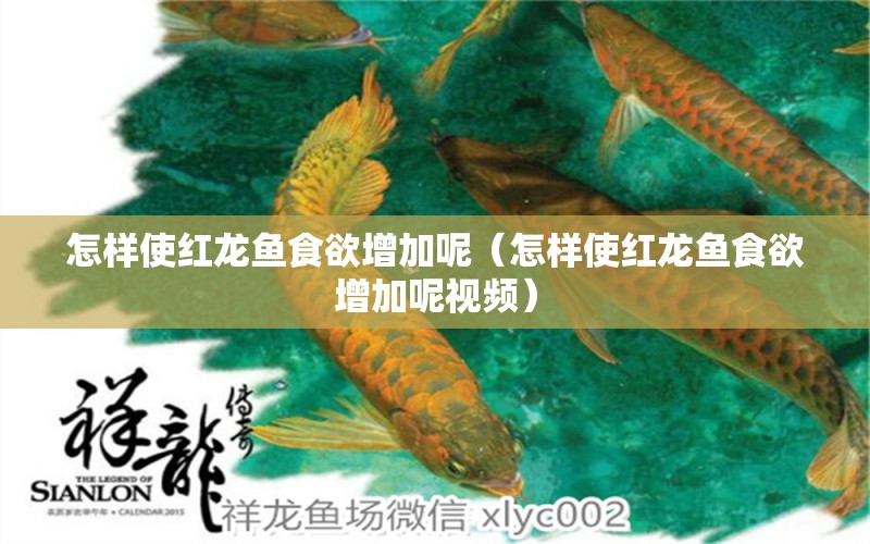 怎樣使紅龍魚食欲增加呢（怎樣使紅龍魚食欲增加呢視頻）