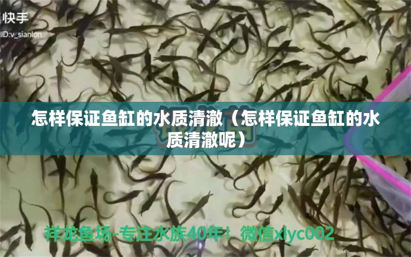 怎樣保證魚缸的水質(zhì)清澈（怎樣保證魚缸的水質(zhì)清澈呢） 祥龍水族醫(yī)院