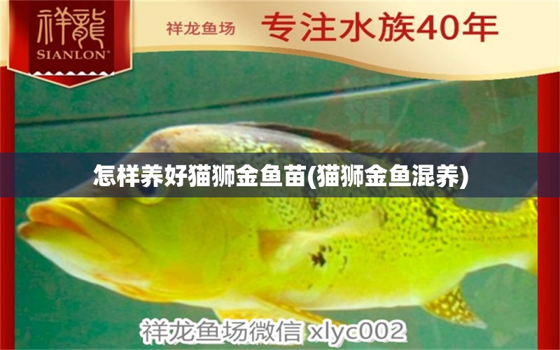 怎樣養(yǎng)好貓獅金魚苗(貓獅金魚混養(yǎng)) 進(jìn)口元寶鳳凰魚