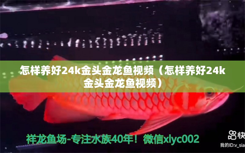 怎樣養(yǎng)好24k金頭金龍魚(yú)視頻（怎樣養(yǎng)好24k金頭金龍魚(yú)視頻） 祥龍魚(yú)場(chǎng)