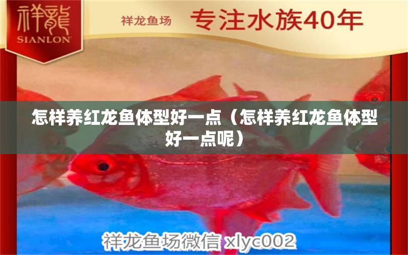 怎樣養(yǎng)紅龍魚體型好一點(diǎn)（怎樣養(yǎng)紅龍魚體型好一點(diǎn)呢） 印尼紅龍魚