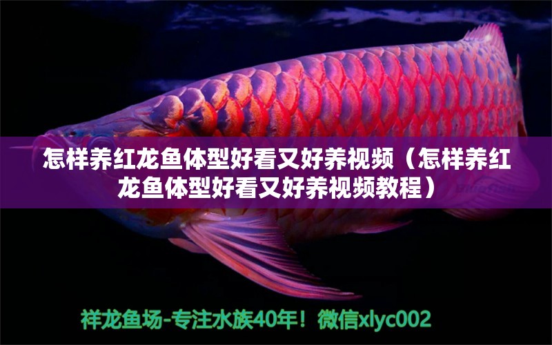 怎樣養(yǎng)紅龍魚體型好看又好養(yǎng)視頻（怎樣養(yǎng)紅龍魚體型好看又好養(yǎng)視頻教程）