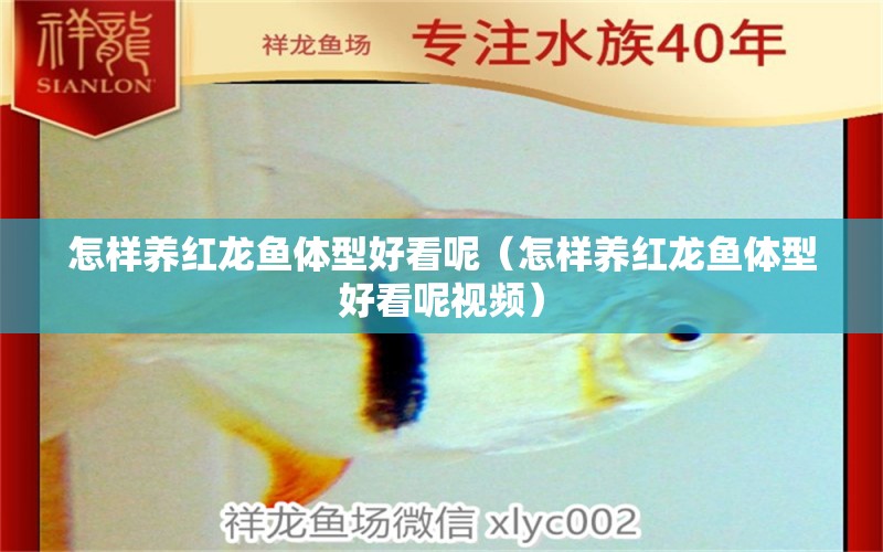 怎樣養(yǎng)紅龍魚體型好看呢（怎樣養(yǎng)紅龍魚體型好看呢視頻）