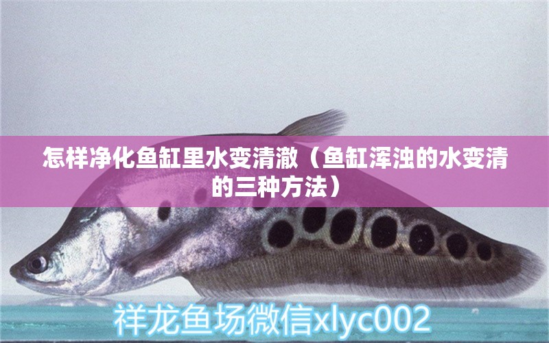 怎樣凈化魚缸里水變清澈（魚缸渾濁的水變清的三種方法） 養(yǎng)魚知識