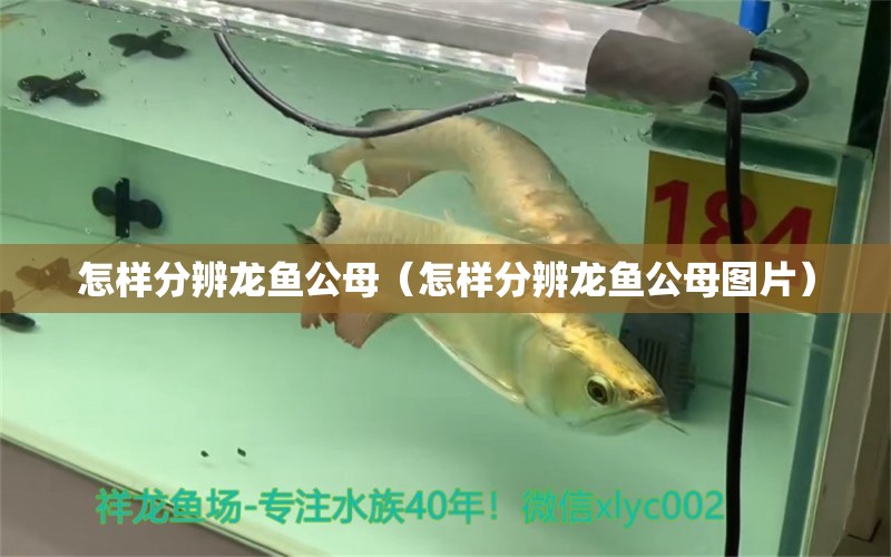 怎樣分辨龍魚公母（怎樣分辨龍魚公母圖片） 龍魚疾病與治療