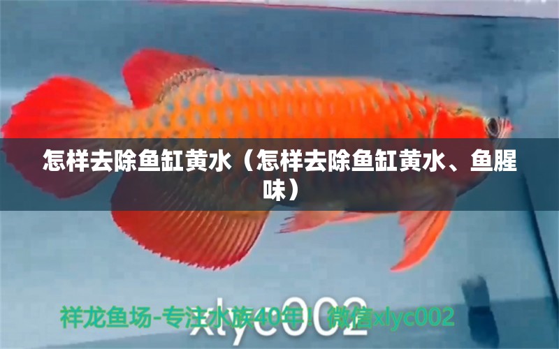 怎樣去除魚缸黃水（怎樣去除魚缸黃水、魚腥味）