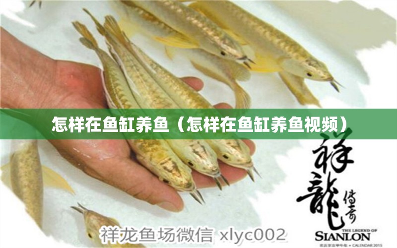 怎樣在魚缸養(yǎng)魚（怎樣在魚缸養(yǎng)魚視頻） 雪龍魚