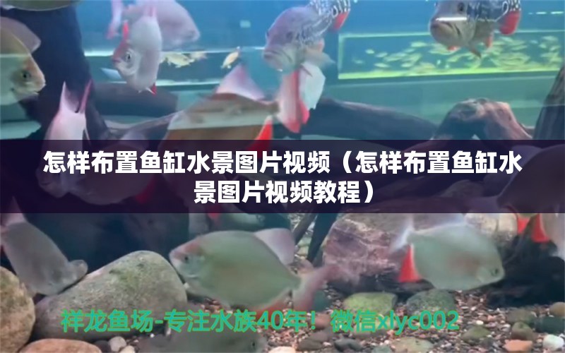 怎樣布置魚缸水景圖片視頻（怎樣布置魚缸水景圖片視頻教程） 祥龍水族醫(yī)院