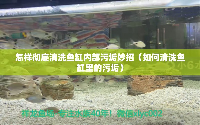 怎樣徹底清洗魚缸內(nèi)部污垢妙招（如何清洗魚缸里的污垢） 觀賞魚市場(chǎng)（混養(yǎng)魚）