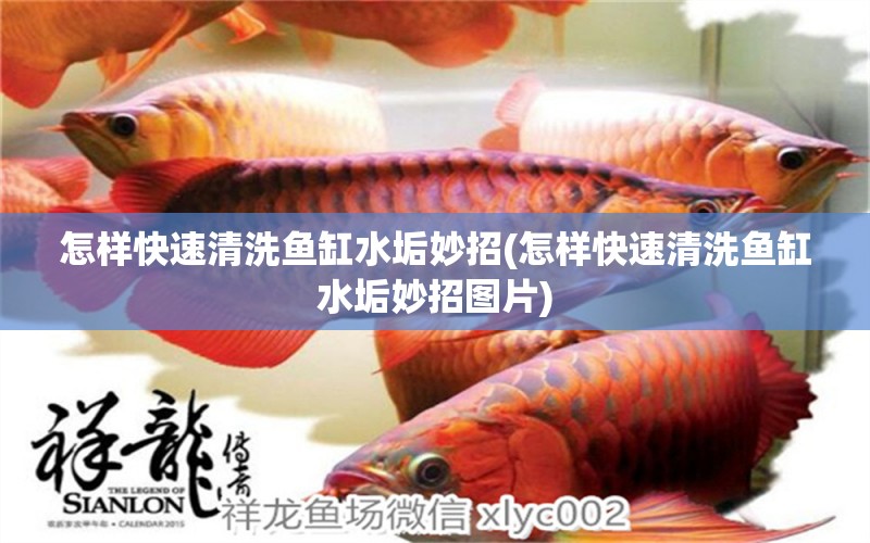 怎樣快速清洗魚缸水垢妙招(怎樣快速清洗魚缸水垢妙招圖片) 粗線銀版魚