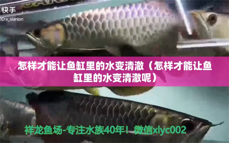 怎樣才能讓魚缸里的水變清澈（怎樣才能讓魚缸里的水變清澈呢）