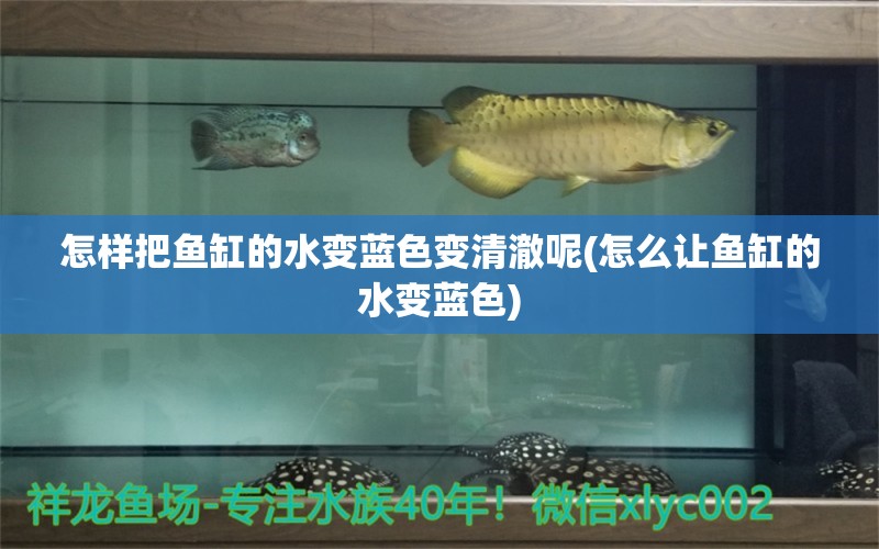 怎樣把魚缸的水變藍(lán)色變清澈呢(怎么讓魚缸的水變藍(lán)色) 水族世界 第1張