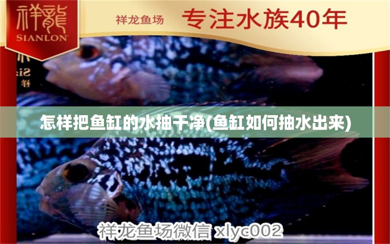 怎樣把魚(yú)缸的水抽干凈(魚(yú)缸如何抽水出來(lái)) 黃金貓魚(yú)