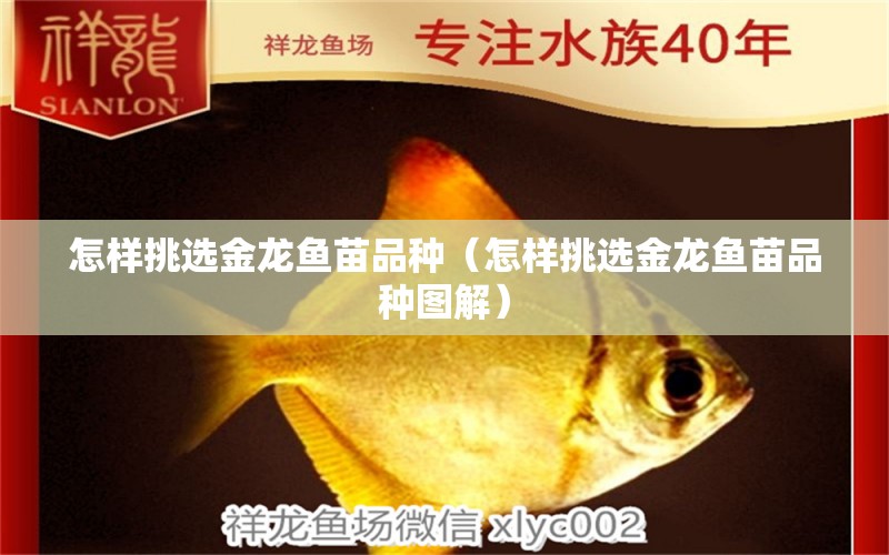 怎樣挑選金龍魚苗品種（怎樣挑選金龍魚苗品種圖解） 廣州龍魚批發(fā)市場